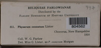 Physarum connatum image